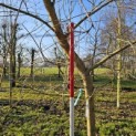 Salix x sepulcralis 'Chrysocoma' - Foto 1