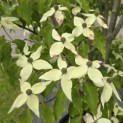 Cornus kousa 'Weisse Fontaine' - Foto 7