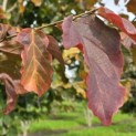 Parrotia persica - 4