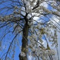 Prunus subhirtella 'Pendula' - 5