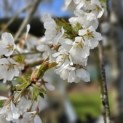Prunus subhirtella 'Pendula' - 3