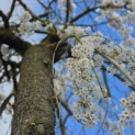 Prunus subhirtella 'Pendula' - 6