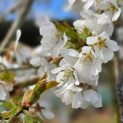 Prunus subhirtella 'Pendula' - 2