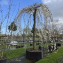 Prunus subhirtella 'Pendula' - 4