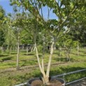Cornus controversa - Foto 1