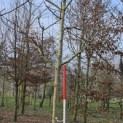 Juglans regia 'Coenen'' - Foto 3