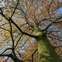 Fagus sylvatica 'Atropunicea' - 1
