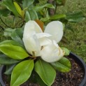 Magnolia grandiflora 'Galissonnière' - 9