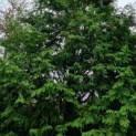 Metasequoia glyptostroboides - Afbeelding 4