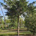 Taxus baccata dovastoniana 'Aurea Pendula' - Foto 2