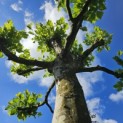 Platanus x hispanica - Foto 4