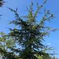 Cedrus libani - 4
