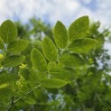 Sophora japonica - 5