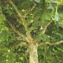 Platanus hispanica - Foto 1