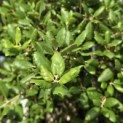 Quercus Suber - 1