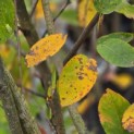 Amelanchier lamarckii - Foto 6
