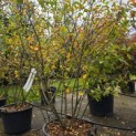 Amelanchier lamarckii - Foto 5