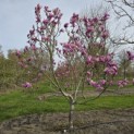 Magnolia 'Susan' - 2