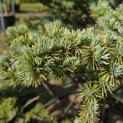 Cedrus libani 'Glauca' - 1