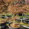 Acer palmatum 'Trompenburg' - 2