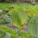 Tilia x europaea - 2