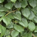 Tilia x europaea - 3