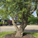 Quercus Suber - 3