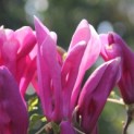 Magnolia 'Susan' - Foto 1