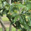 Parrotia persica - 5