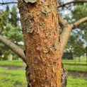 Pinus sylvestris - 4