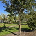 Taxus baccata dovastoniana 'Aurea Pendula' - 3