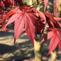 Acer palmatum 'Atropurpureum' - Foto 8