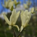 Magnolia 'Yellow River' - 3