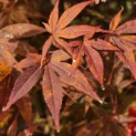 Acer palmatum 'Atropurpureum' - 2