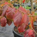 Parrotia persica - 5