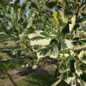 Liriodendron tulipifera 'Snowbird' - 6