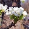 Pyrus c. 'Conference' - 1