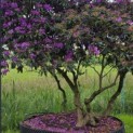 Rhododendron 'Lee's Dark Purple' - Foto 4