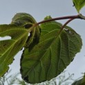 Davidia involucrata - 4