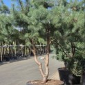 Pinus sylvestris - Foto 4