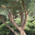 Pinus sylvestris - Foto 3