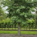 Liquidambar styraciflua - 3