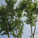 Heptacodium miconioides - Foto 4