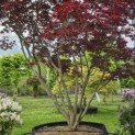 Acer palmatum 'Fireglow' - 6