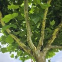 Platanus hispanica - Foto 9