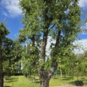 Quercus Suber - 2