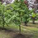 Liquidambar styraciflua - juni 2026