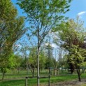 Amelanchier lamarckii - Afbeelding 2