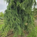 Cedrus deodara 'Pendula' - 3