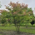 Cornus controversa - 7